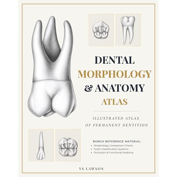 Concise Dental Anatomy and Morphology: 9780815132981: Medicine